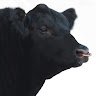 Lankydan13